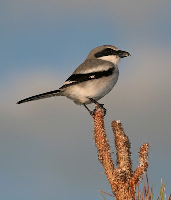 Cendet - Loggerhead Shrike (Lanius ludovicianus miamensis) Florida Usa